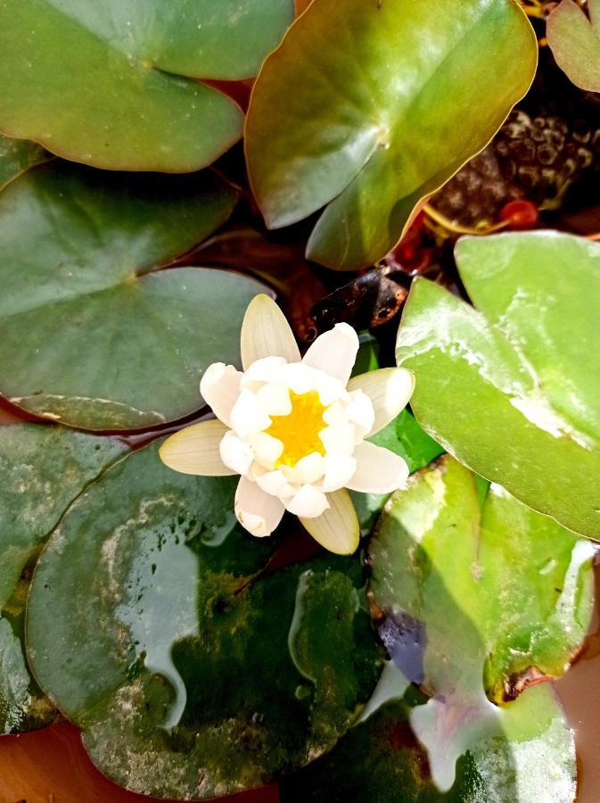 فندق Giardino Frannicola ماليي المظهر الخارجي الصورة